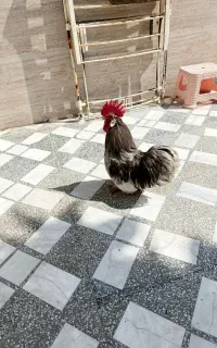 خروس کوشین پاپر خاص
