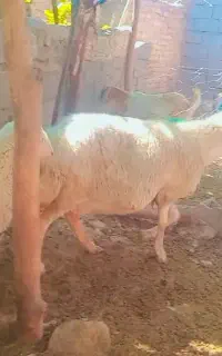 یه راس میش بره دار