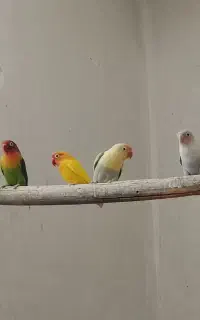 فروش یکجا چهار جفت کوتوله با هم