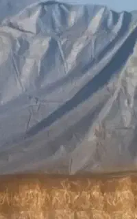 کاه گندم
