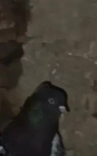کفتر