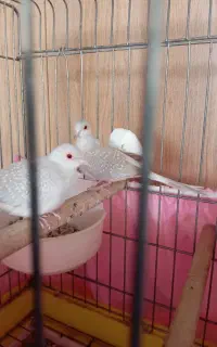 پرنده
