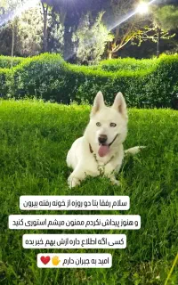 سگ گمشده