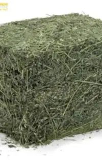 یونجه