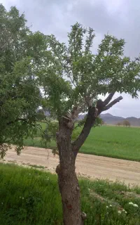 باغبانی وهرس درختان