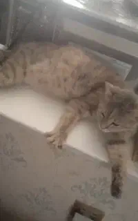 واگذاری گربه