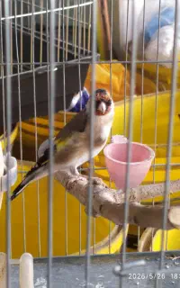 سهره