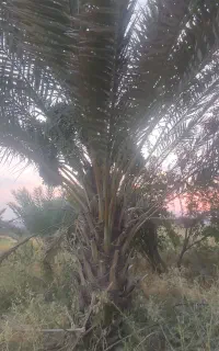 پاجوش و بچ نخل