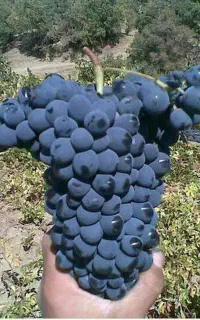 خریدار رز باغ انگور سیاه