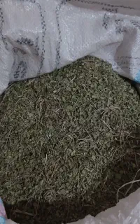 اویشن