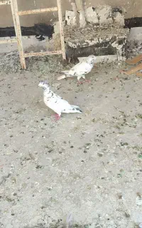 پرنده