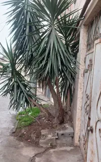 گل یوکا زیبا