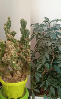 گل و گلدان طبیعی