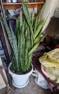 گل سانسوریا
