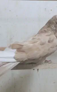 کبوتر نوکریز