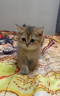 بچه گربه بلک گلد ۳ ماهه ماده