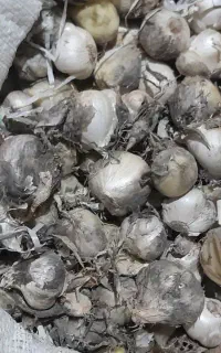 موسیرکوهی