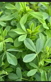 یونجه چین ۳