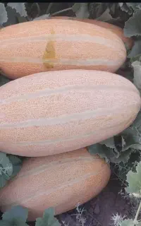 فروش خربزه ای مشهدی درجه یک