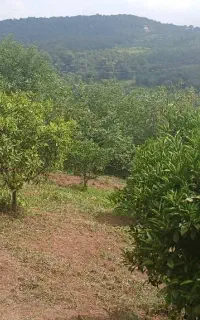 روستای واسکس قائم شهر