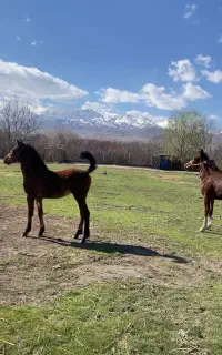 اسب مادیان