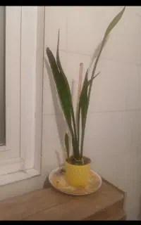 گل سان سور یا