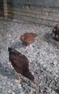 جوجه محلی