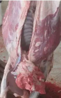 ذبح شرعی گوسفند عید قربان