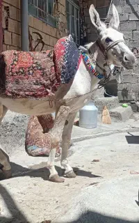 الاغ ماده