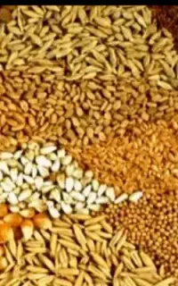 خرید فروش جو  گندم
