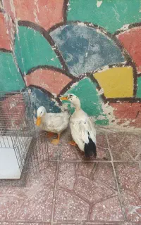 اردک