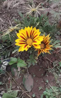 فروش سیم کارت رند