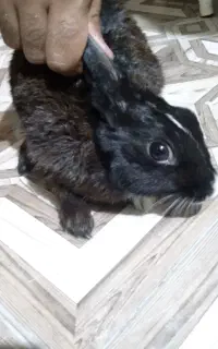 خرگوش