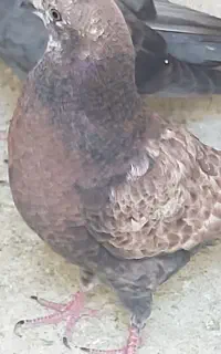 چندتا جوجه      عالی   پرشی