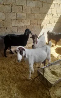 بز شیری