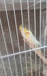عروس هلندی