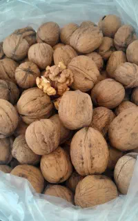 ارزانکده پالیز ۵٪ تخفیف روی فاکتور