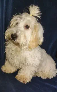 توله پاپی