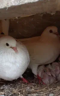 کبوتر پشتکی به همراه جوجه