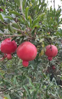 نهال انار واندرفول آمریکایی
