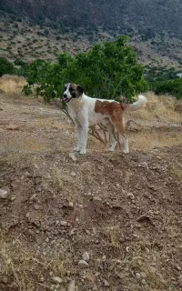 سگ شکاری