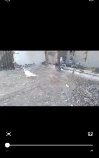 کبوتر