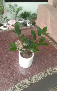گل آپارتمانی