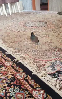 مرغ مینا