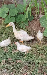 اردک