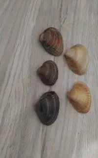 ۱۰۰هزار تومن