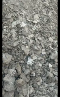 کود کفتر
