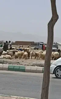 ذبح گوسفند وقصابی سیار ماهان جوپار کرمان
