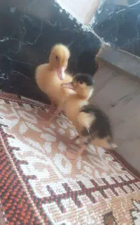 اردک‌