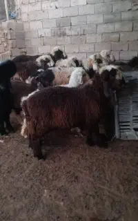 بره قوچی